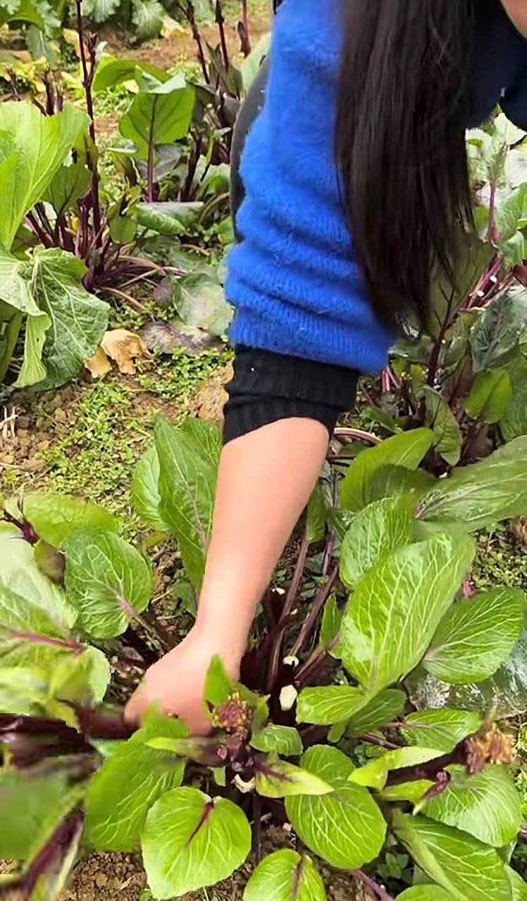 Bó cải tím tươi trên đồng